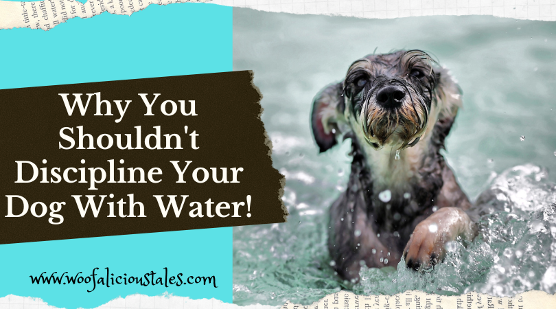 Why You Shouldn't Discipline Your Dog With Water! - Woofalicious Tales