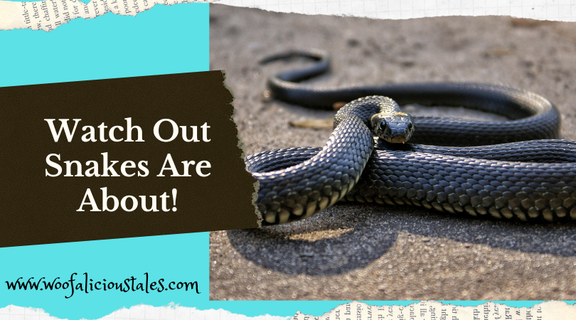 Watch Out Snakes Are About! - Woofalicious Tales