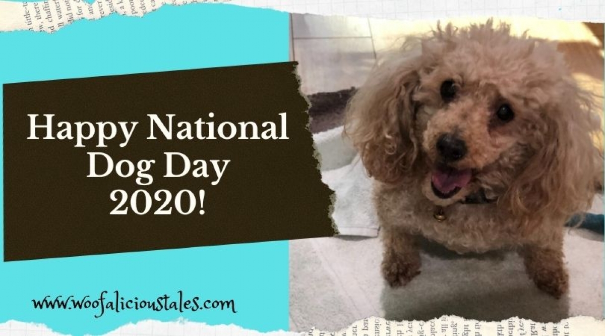 Happy National Dog Day 2020! Woofalicious Tales